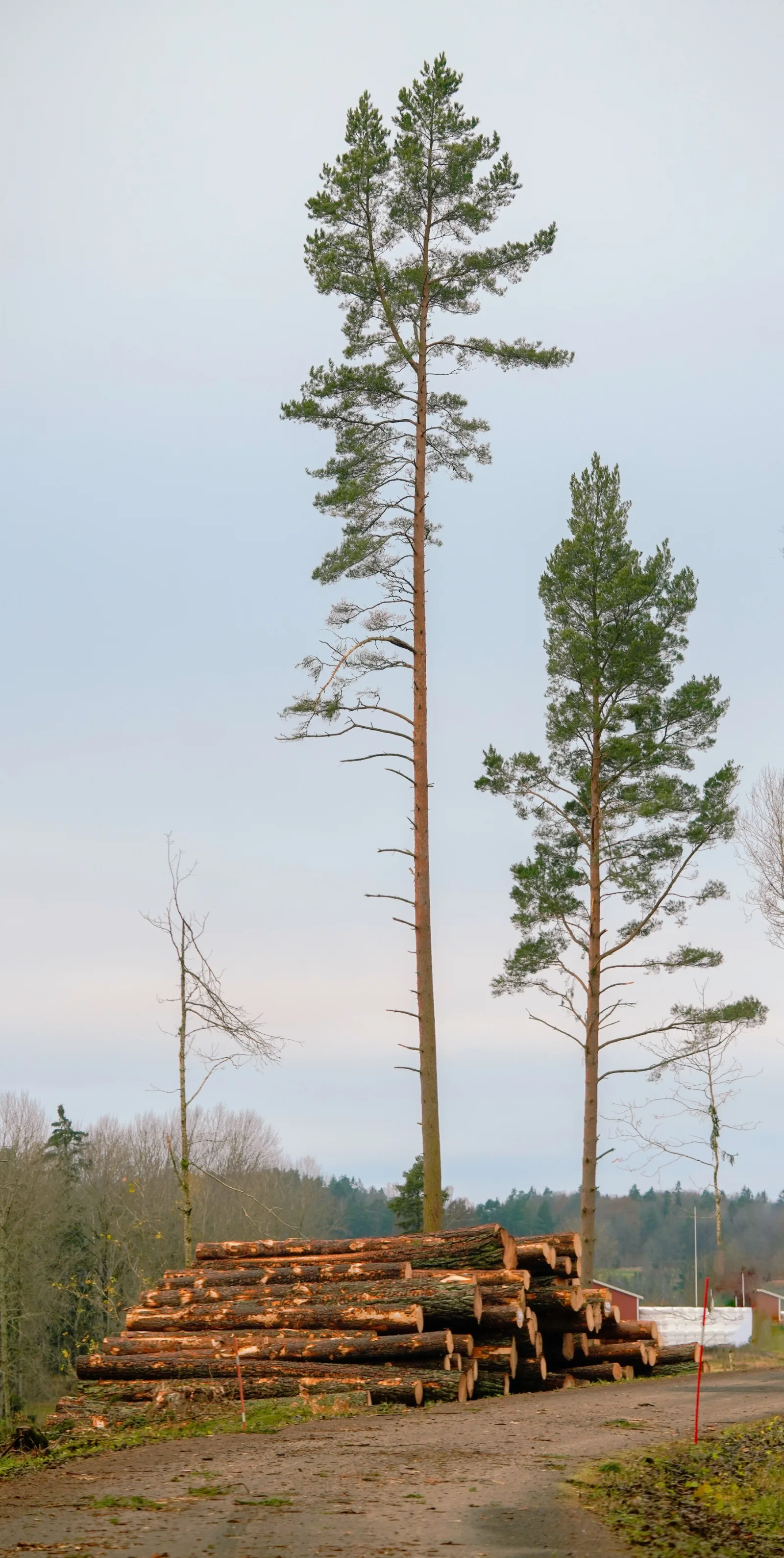 Bois et arbres